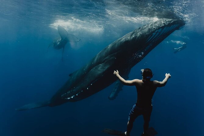 Whale Tour - Observe and swim with whales - Moorea Whales, Open Water, and Real Conditions