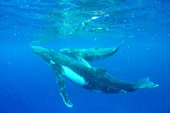 Whale Tour - Observe and swim with whales - The Boat Search, About 3 Hours and 35 Minutes