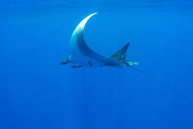 Whale Tour - Observe and swim with whales - The $270.63 Price and What You Receive