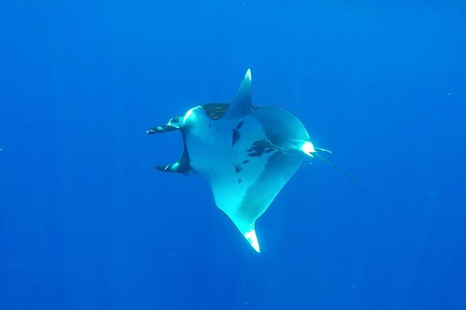 Whale Tour - Observe and swim with whales - Who Should Book This Moorea Whale Tour?