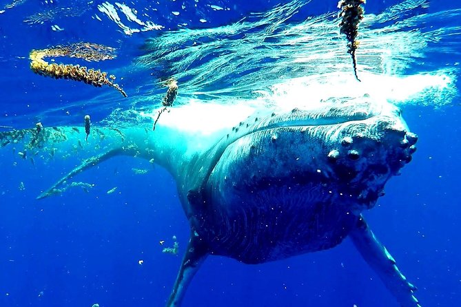 Whale Tour - Observe and swim with whales - What Swimming With the Whales Really Requires
