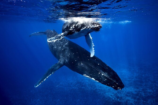 WHALE TOUR - Watching and Swimming with Whales - Key points to know before you book