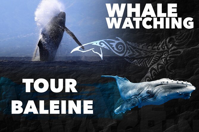WHALE TOUR - Watching and Swimming with Whales - Starting at Moorea’s cruise quay