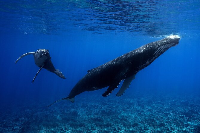 WHALE TOUR - Watching and Swimming with Whales - Entering the water with a guide