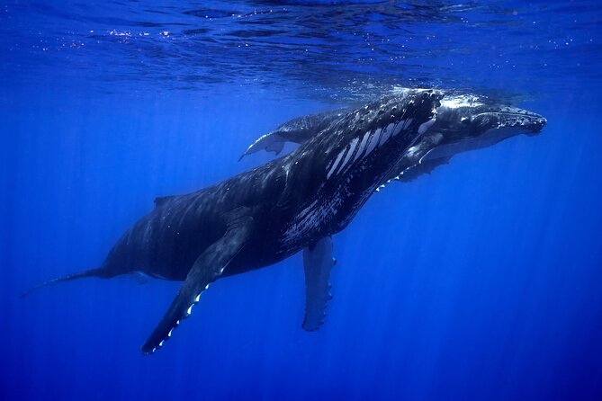 WHALE TOUR - Watching and Swimming with Whales - What a successful encounter can look like