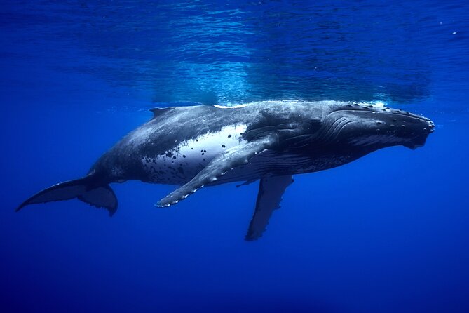 WHALE TOUR - Watching and Swimming with Whales - Guides, safety, and the human side of the trip