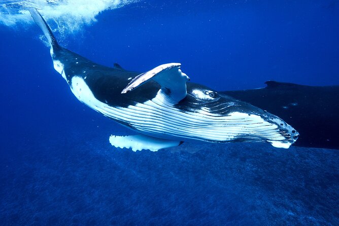 WHALE TOUR - Watching and Swimming with Whales - Is $327.95 a fair price?