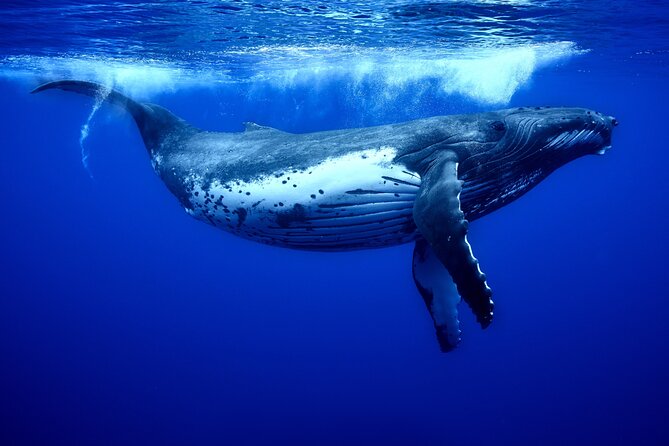 WHALE TOUR - Watching and Swimming with Whales - Who should book this Moorea whale tour?
