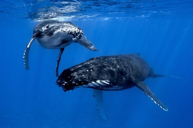 WHALE TOUR - Watching and Swimming with Whales - Watching humpbacks from the boat