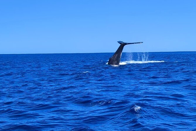 Whale watching 6 people half day - Key points to know before you book
