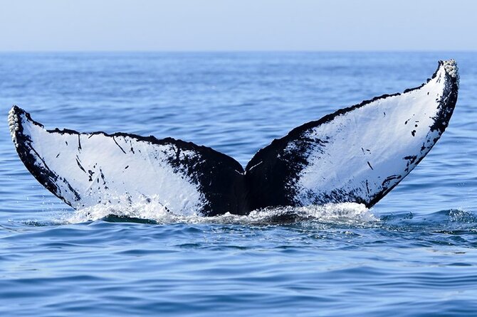Whale watching 6 people half day - What else you might see beyond whales
