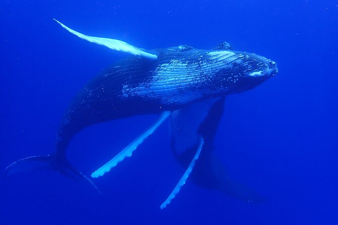 Whale watching 6 people half day - Who will enjoy this Moorea excursion most?