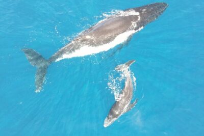 Whale Watching Activity