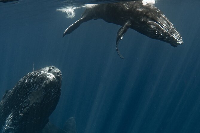 Whale Watching Activity - Safety and the people guiding you