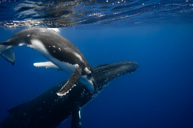 Whale watching and snorkelling in Moorea - Key points to know before booking