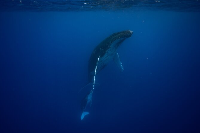Whale watching and snorkelling in Moorea - Searching for humpback whales in season