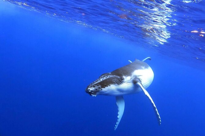 Whale watching and snorkelling in Moorea - What else you might see around Moorea