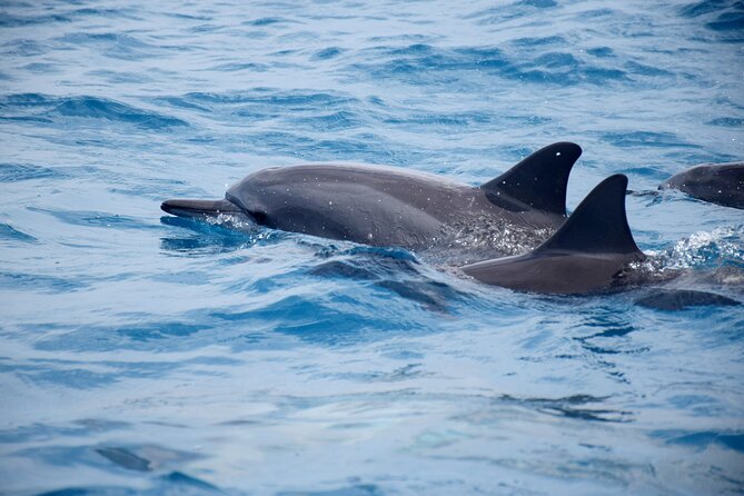Whale watching and snorkelling in Moorea - Why the six-person limit matters