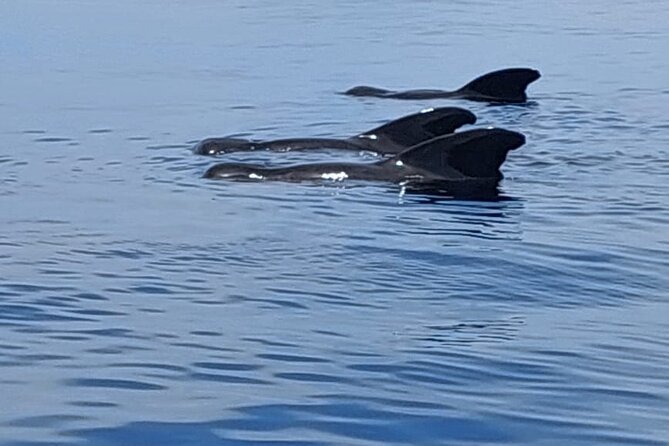 Whale watching and snorkelling in Moorea - The four-hour pace and what it feels like