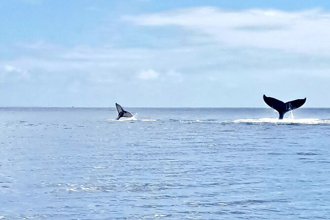 Whale watching and snorkelling in Moorea - Price, value, and the real cost of the experience