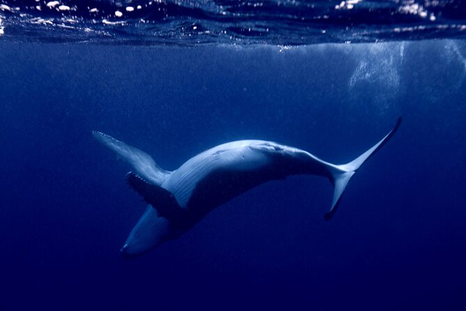 Whale watching and snorkelling in Moorea - Entering the water with the whales