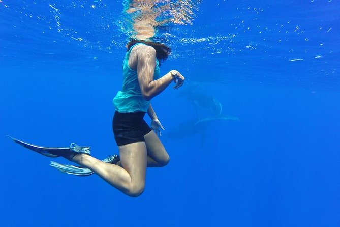 Whale Watching Bora Bora - Snorkeling near whales, when conditions allow
