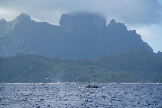 Whale Watching Bora Bora - The crew makes the difference