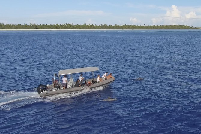 Whale Watching Bora Bora - What the $304 price really buys