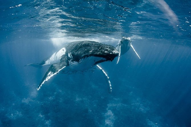 Whale Watching Bora Bora - Watching from the boat before entering the water