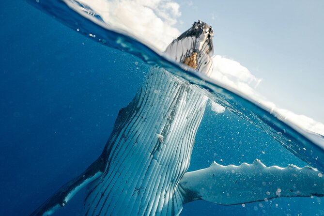 Whale watching DE Humpback West Coast of Tahiti - Watching several groups of humpbacks