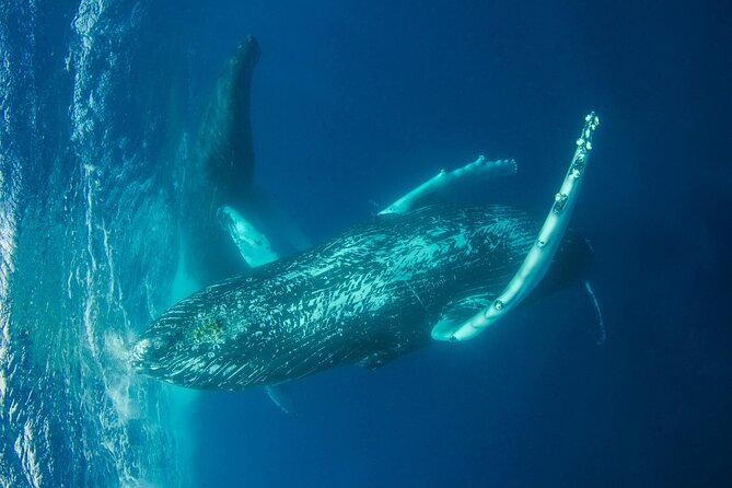 Whale watching DE Humpback West Coast of Tahiti - What is included for the price