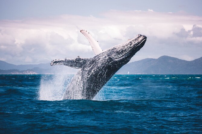 Whale watching DE Humpback West Coast of Tahiti - Safety, rules, and physical demands