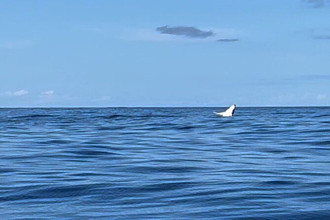 Whale watching DE Humpback West Coast of Tahiti - Who will enjoy this Tahiti whale tour