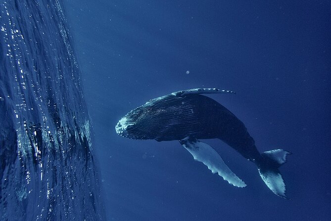 Whale watching DE Humpback West Coast of Tahiti - The boat ride and the search for whales