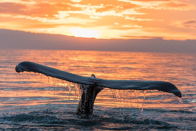 Whale watching DE Tahiti Peninsula - Is $188.27 a fair price?