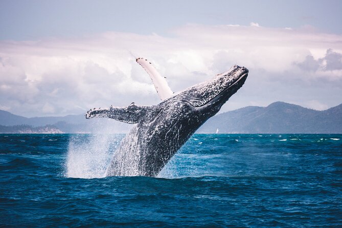 Whale watching DE Tahiti Peninsula - Booking timing and cancellation advice