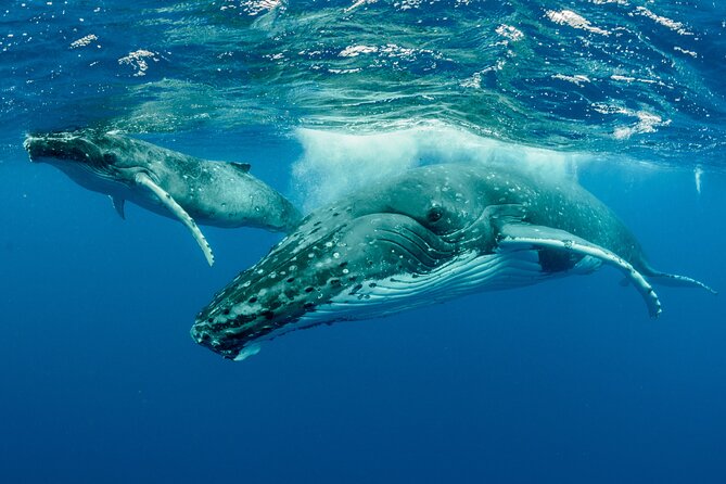 Whale watching DE Tahiti Peninsula - What the four-hour outing is like