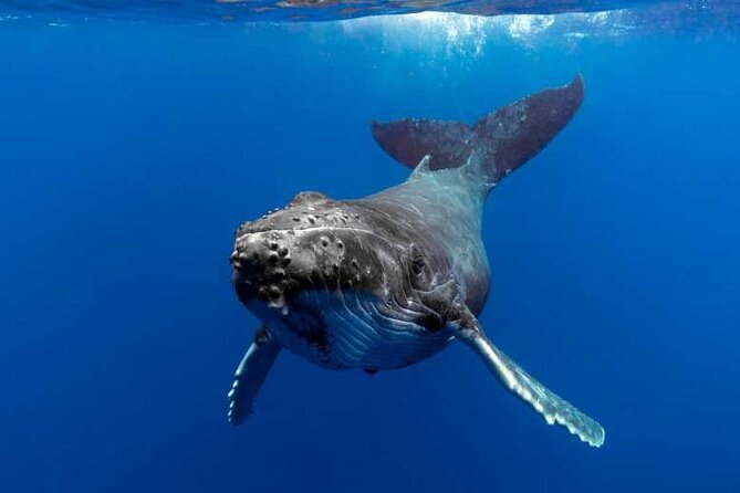 Whale watching in Moorea - Key points to know before booking