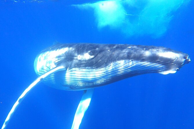 Whale watching in Moorea - Why Moorea is a special place for humpback whales
