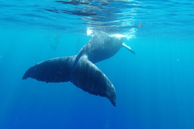 Whale watching in Moorea - Is the $194.34 price good value?