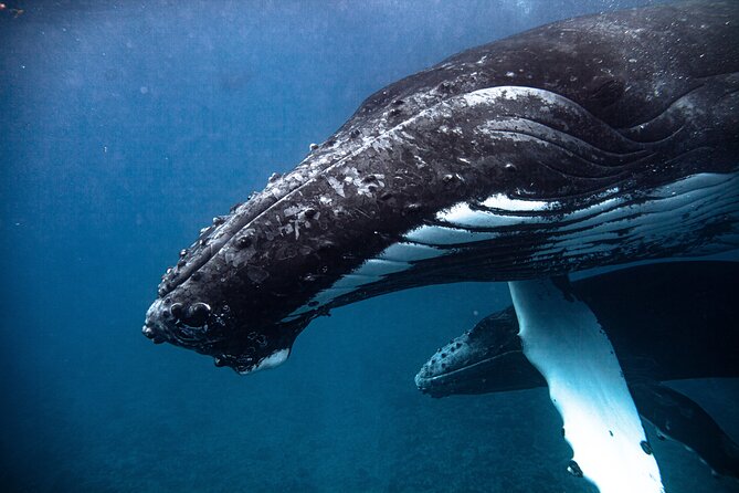 Whale watching in Moorea - Fitness, age rules, and what to bring