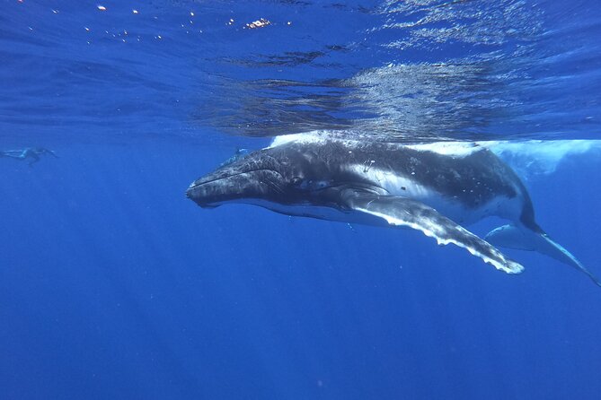 Whale watching in Moorea - The 8:30 a.m. departure and small boat setting