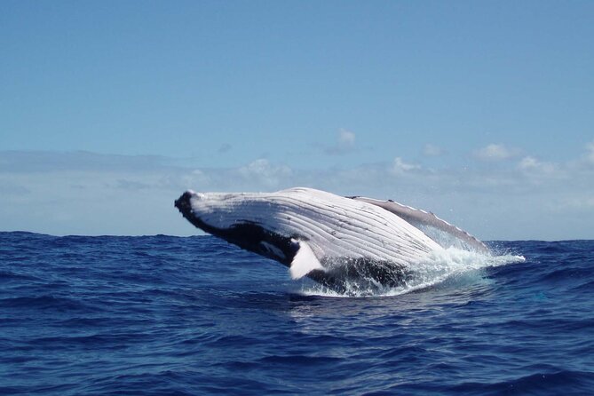Whale watching in the calm of the peninsula with Tātahi tours - Key points about Tātahi Tours