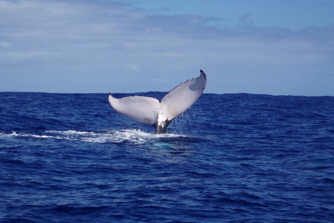 Whale watching in the calm of the peninsula with Tātahi tours - Learning how whales behave