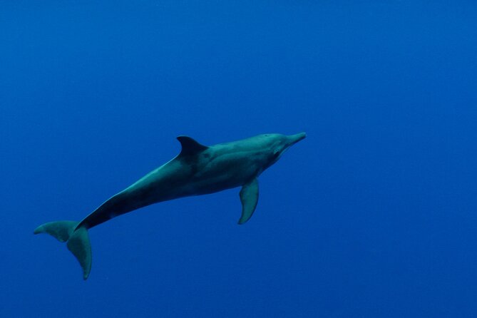 Whale watching in the calm of the peninsula with Tātahi tours - Fenua Aihere, a place without a road