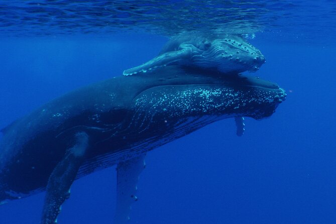 Whale watching in the calm of the peninsula with Tātahi tours - Seeing Teahupoo from the water