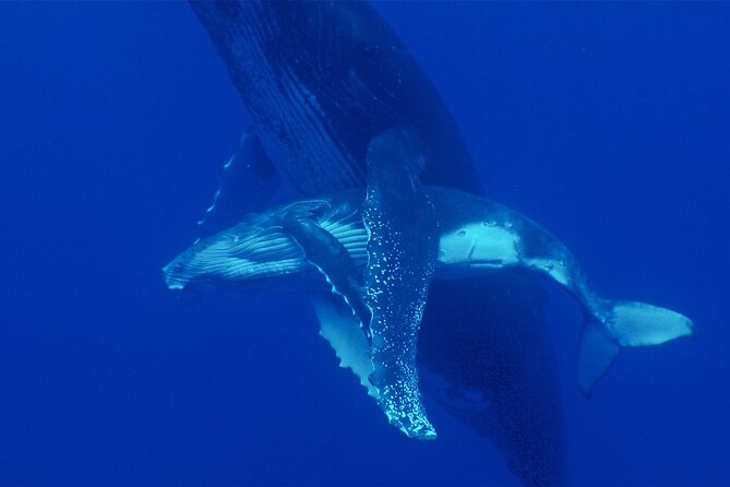 Whale watching in the calm of the peninsula with Tātahi tours - Entering the water when conditions allow
