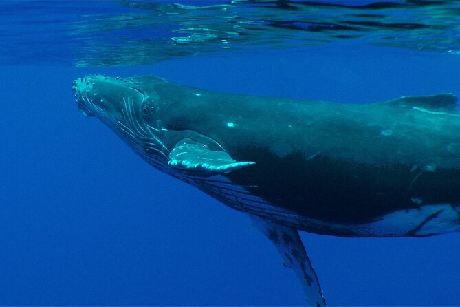 Whale watching in the calm of the peninsula with Tātahi tours - Snacks, fruit, and a simple onboard setup