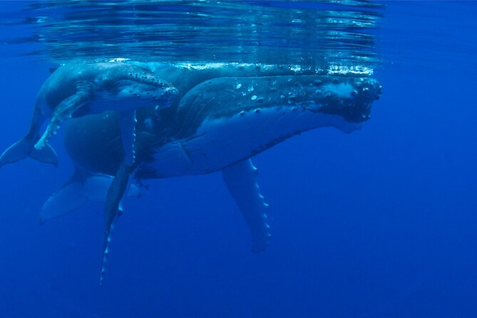 Whale watching in the calm of the peninsula with Tātahi tours - From Toahotu toward Teahupoo