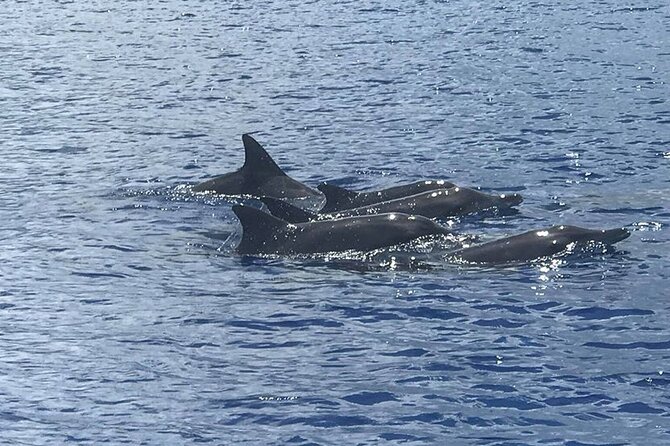 Whale Watching Moorea (non-swimming) - Key points before you book